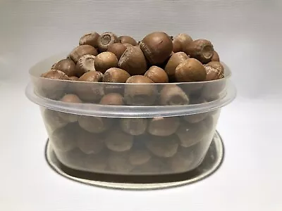 Over 2 Lbs !!! Northern Michigan Oak Acorns No Caps Animal Feed Crafts - Dried • $24.95