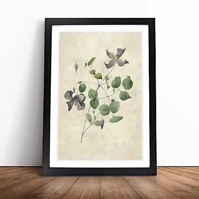 £14.95 • Buy Clematis Flowers Vintage Pierre-Joseph Redoute Framed Wall Art Print Canvas