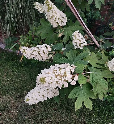 Traditional Oakleaf Hydrangea - LIVE - Cuttings - Single Stem Cutting 6-14  • $13.99