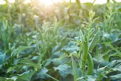 Okra Emerald Seeds Ladys Finger Seeds Heirloom Emerald Okra Seeds Lady's Finger • $2