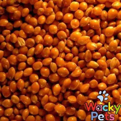 PREMIUM QUALITY RED MILLET SEED Versele Laga 900g / 1.8kg / 4.5kg CANARY FINCH • £4.79
