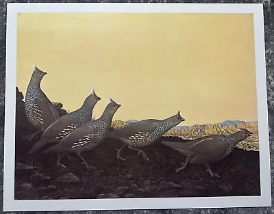 22 X 28 Texas Artists Scott & Stuart Gentling Print Scaled Quail Bird Artist • $49.95