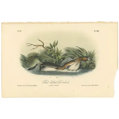 Audubon Birds Octavo 2nd Ed 1856 H/c Lithograph Pl 483 Pied-billed Dobchick • $25.35
