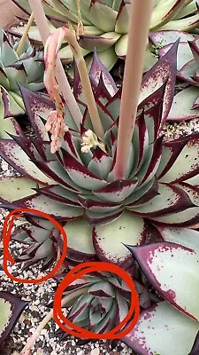 Echeveria Agavoides Ebony ( Long Leaves) 1 X Pup Rare Succulent29/09/2023 • $88