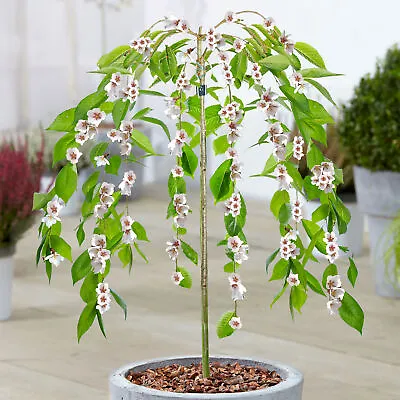 £24.99 • Buy Prunus Ivensii | Yoshino Cherry Ornamental Patio Trees For Small Gardens & Patio