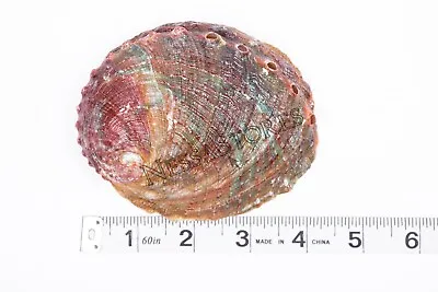 Threaded Abalone Sea Shell One Side Polished Beach Craft 4  - 5  (1 Pc) #JC-155 • $9.75