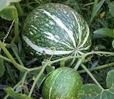 ```15 TREATED Shark Fin Melon Squash Seeds Gom Bo Cucurbita Ficifolia USA Seller • $3.99