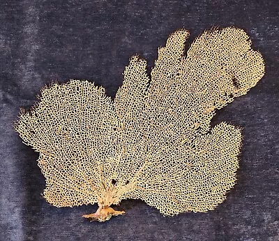 Large Natural Fan Sea Coral Specimen • $29.95