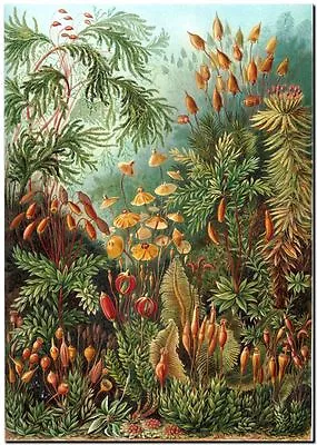 ERNST HAECKEL CANVAS PRINT Art Nouveau Vintage Botany 8 X 10  Muscinae • $6.94