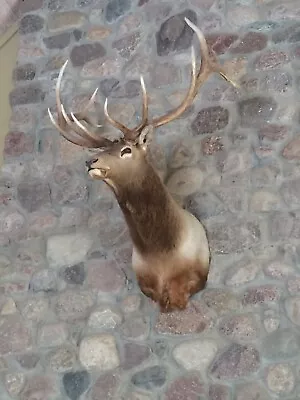 Large Elk Head 12 Point Elk Taxidermy Wall Mount • $500