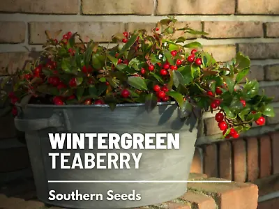 Wintergreen (Teaberry) - Heirloom Seeds - Medicinal And Culinary Herb (Gaultheri • $3.90