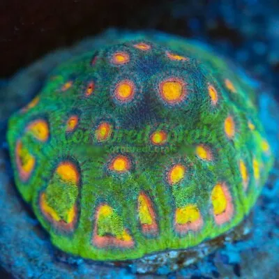 Cornbred's Angel Eye Favia - Frag - LIVE CORAL • $74.99