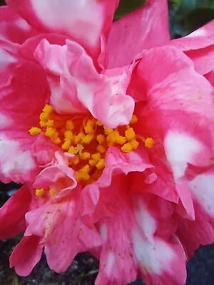 Camellia Nishiki Kirin Good Size Plant UK Hardy Well Rooted Evergreen Shrub Bush • £16.99