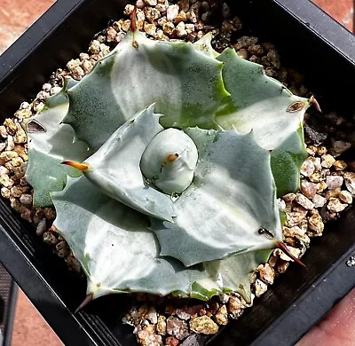 Au Stock Agave Potatorum F.variegated Rooted Succulent Plants 6- • $39.99