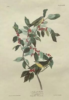 $35 • Buy Audubon Amsterdam Edition -  Nashville Warbler  - Double Folio Lithograph 1971