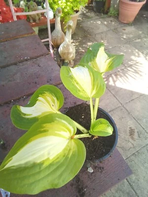 £3.50 • Buy Hosta Summer Music
