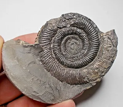Dactylioceras Fossil Ammonite In Nodule From Yorkshire UK Fossils Ref:WS4.DT1 • $29.83