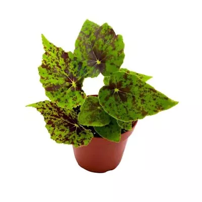 Begonia Shy Dancer 4 Inch Green With Brown Spots Rhizomatous Rhizo • $24.99