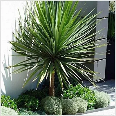 Cordyline (Australis) 3Lt Pot Evergreen Tropical Palm Leaves Plants To Your Door • £19.99