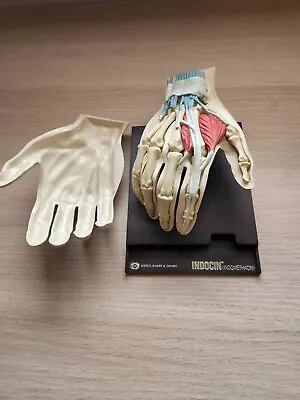 MEDICAL HAND MODEL Anatomical Merck Sharp Dohme Indocin Advertising 1967 • $50
