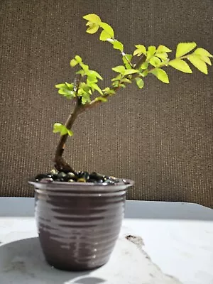 Chinese Elm Bonsai Tree SALE • $68