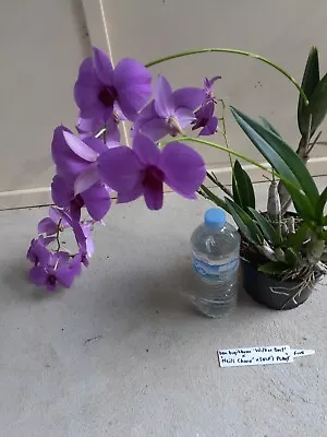 $55 • Buy Dendrobium Bigibbum ( Wilkos Best X Neils Choice) X Self Plant Five