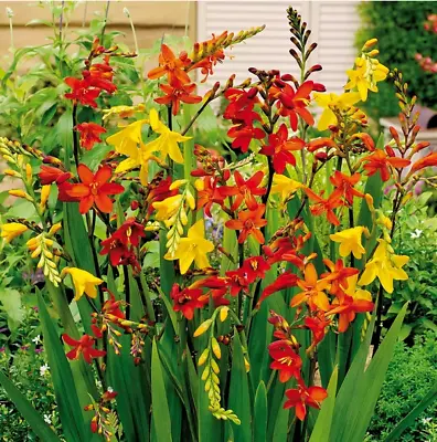 10 Crocosmia  Mixed Bulbs/corms Perennial Summer Small Flowering Garden Plant • £5.39