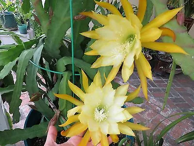 Epiphyllum Orchid 8 -10  Fresh Cutting Plant Queen Of The Night Cactus Ric Rac • $25