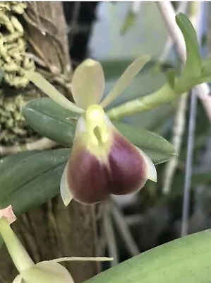 Mexican Species- Epidendrum Porpax • $25