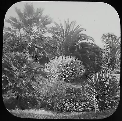 £15 • Buy Glass Magic Lantern Slide PUBLIC GARDENS C1890 OLD PHOTO MADEIRA FUNCHAL
