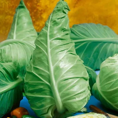 £1.95 • Buy Green Cabbage Seeds Wheelers Imperial X 500 Seeds Heritage Sweetheart Vegetable