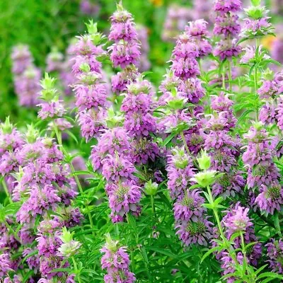 1000+ Monarda Citriodora Seeds | Lemon Mint | Lemon Bee Balm  1000 Seeds USA • $1.98