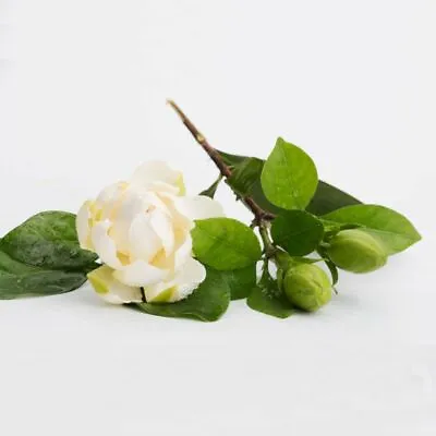 20 Cape Jasmine Seeds Gardenia Jasminoides Seed  • £2.94