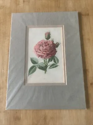Edwardian Flower Print Of A Pink Red Rose Mounted • £9.90