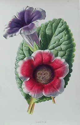 £11.99 • Buy OLD PRINT GLOXINIA FLOWER C1890's ANTIQUE 19th CENTURY PRINTED COLOUR