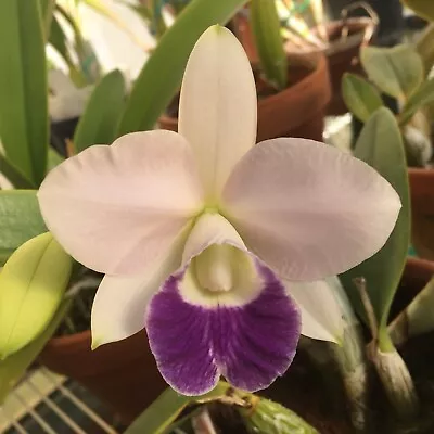 Orchid Cattleya - Lc. Mini Purple 'Blue Hawaii' AM/AOS CLONE Division • $29