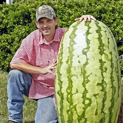 50 Giant Watermelon Seeds Melon Organic Fruit • $2.99