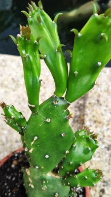 £5 • Buy Opuntia / House Plant /Evergreen/ Plant 1.