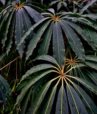 Schefflera Taiwaniana|12cm Potted Plant |Hardy Umbrella Plant • £14.99