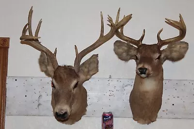 Pair Whitetail Deer Heads Shoulder Mounts Taxidermy Shed Antler Hunt Mule Cape • $265