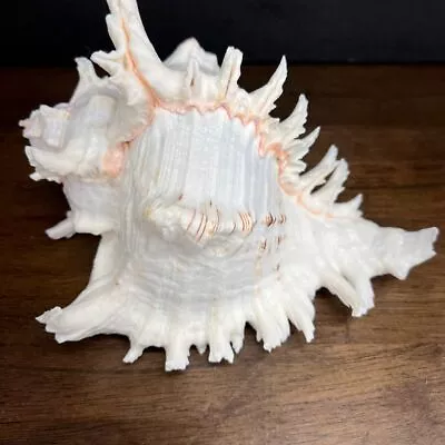 Large Natural Murex Ramosus Spiked Sea Shell Nautical Decor Collectible • $59.99