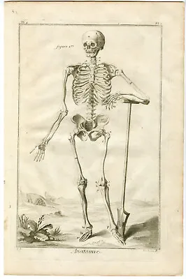 Antique Print-HUMAN ANATOMY-SKELETON-BONES-SKULL-SHOVEL-Fambrini-Diderot-1779 • $145