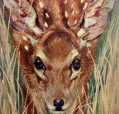 Baby Deer Fawn In Field 1931 Lithograph Art Print Nature Wildlife HM1E • $9