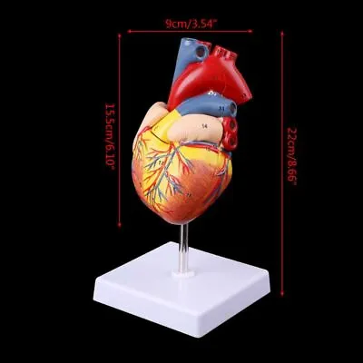 1: 1 Disassembled Anatomical Human Heart Model Anatomy Medical Teaching Tool • $33.24