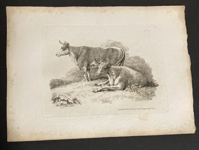 £9.99 • Buy Etching By Samuel Howitt BULLS