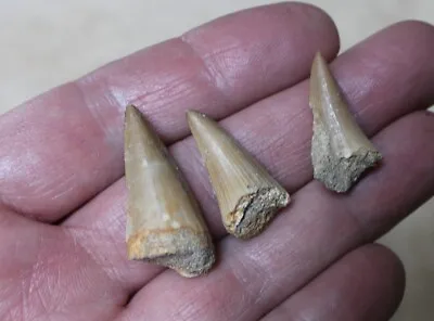 Fossil Mosasaur Tooth Lot Teeth Marine Reptile Cretaceous • $12