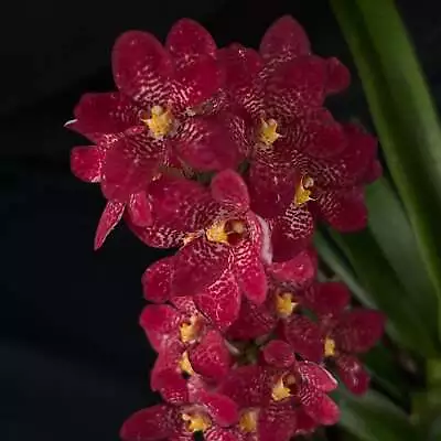 Flowered Select Sarcochilus SP23/155 • $65