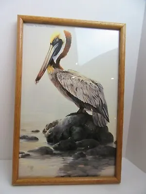Mario F Fernandez Framed Art Print Poster Solitaire Pelican Bird Signed 15x23  • $97.79