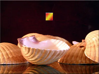 24 Mexican Cup Deep Scallop Shells (3-3.5 ) Restaurant Baking Beach Crafts Decor • $29.99