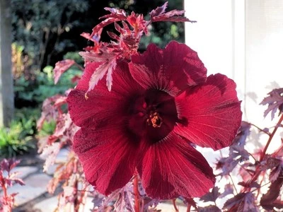 $6.75 • Buy Hibiscus Seeds Splendor Mahogany Japanese Maple Look 15 Seeds
